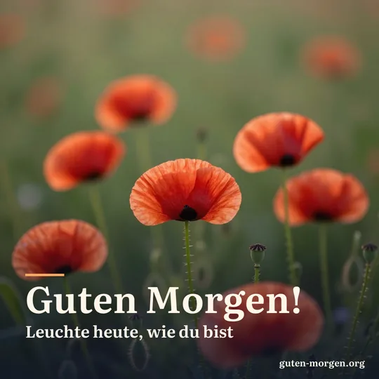 Rote Mohnblumen in einem Sommerfeld, die tief stehende Sonne lässt die dünnen Blütenblätter leuchten; Schrift: „Guten Morgen! Leuchte heute, wie du bist“