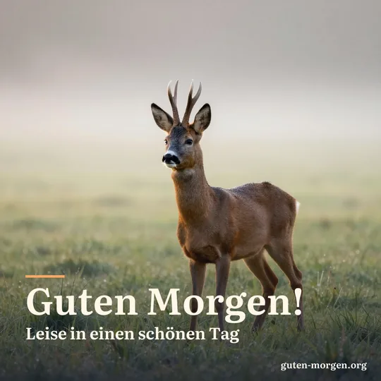 Ein Reh steht aufmerksam auf einer nebligen Wiese im Gegenlicht der Morgensonne, Tau glitzert im Gras; Schrift: „Guten Morgen! Leise in einen schönen Tag“